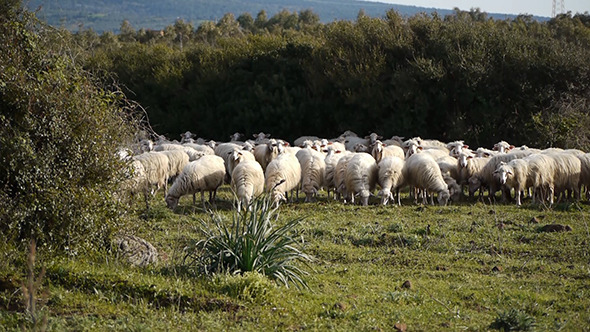 Flock Of Sheep Browsing Grass Flock Of Sheep Browsing Grass