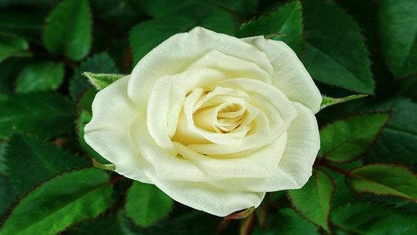 White Rose Flowering