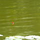Fishing Pole, Bobber Floating In Lake, Nature Stock Footage ft. bobber &  equipment - Envato Elements