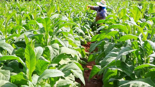 Thai Woman Put Insecticide And Fertilizer In Tobacco Plant 7 alt
