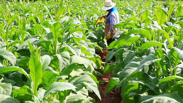 Thai Woman Put Insecticide And Fertilizer In Tobacco Plant 8 alt