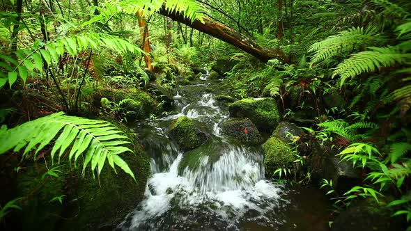 Lush Stream In Jungle 1