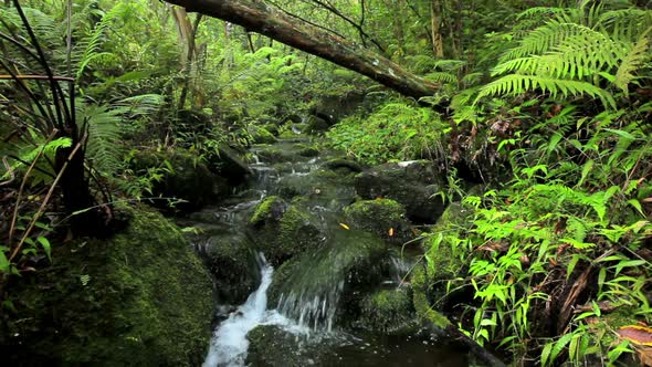 Lush Stream In Jungle 3