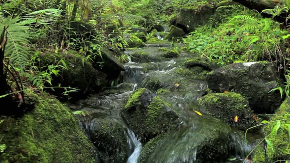 Lush Stream In Jungle 4