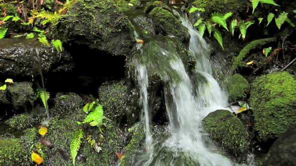 Lush Stream In Jungle 5