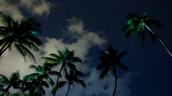 Tropical Palm Trees At Night 2