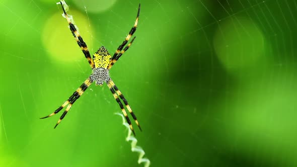 Macro View Of Spider