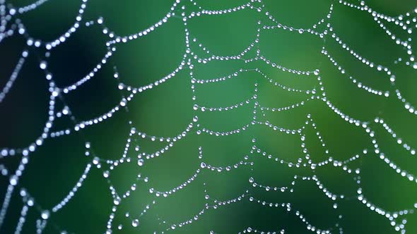 Macro View Of Spider Web 1