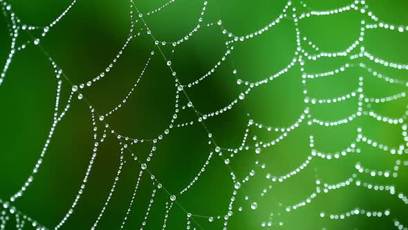 Macro View Of Spider Web 2