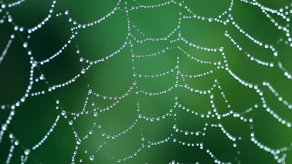 Macro View Of Spider Web 3