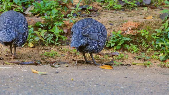 Turkeys Eat Food On The Ground 2 Turkeys Eat Food On The Ground 2