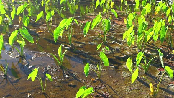 Vibrant Field Of Crops Ready To Be Harvested 4 alt