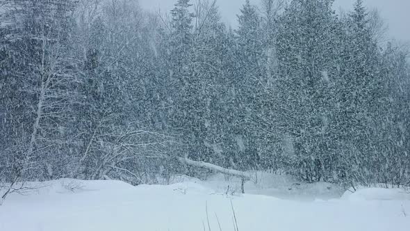 Blizzard In Forest With Massive Amount Of Snow 1