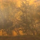 Brush Fire - VideoHive Item for Sale