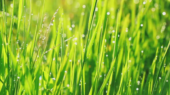 Close-Up Video Of Beautiful Green Grass With Rain Drops 1