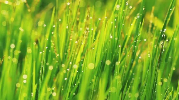 Close-Up Video Of Beautiful Green Grass With Rain Drops 2