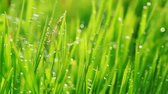 Close-Up Video Of Beautiful Green Grass With Rain Drops 3