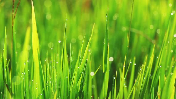 Close-Up Video Of Beautiful Green Grass With Rain Drops 4