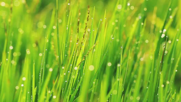 Close-Up Video Of Beautiful Green Grass With Rain Drops 5
