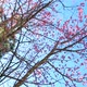 Wild Himalayan Cherry Spring Blossom - VideoHive Item for Sale