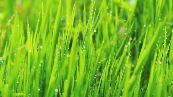 Close-Up Video Of Beautiful Green Grass With Rain Drops 6