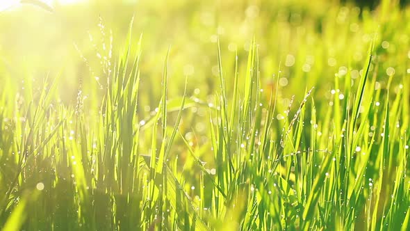 Close-Up Video Of Beautiful Green Grass With Rain Drops 7 alt