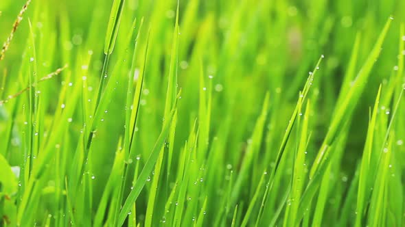 Close-Up Video Of Beautiful Green Grass With Rain Drops 8