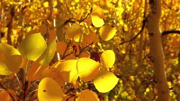 Colorful Aspen Trees In The Eastern Sierras, California 1