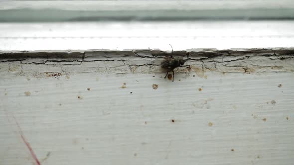Nasty Housefly On A Window Pane 1