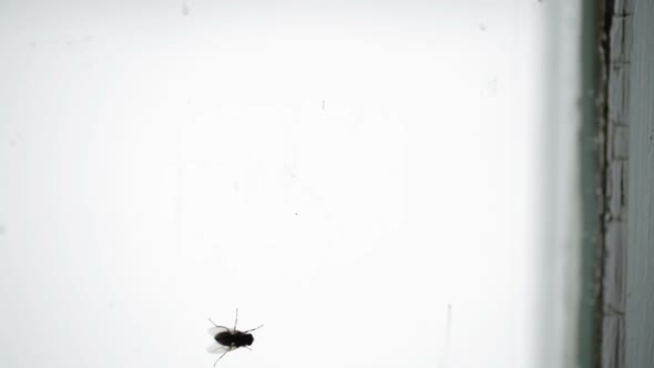 Nasty Housefly On A Window Pane 2