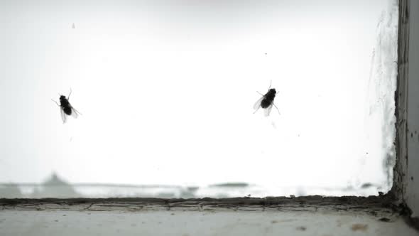 Nasty Housefly On A Window Pane 4