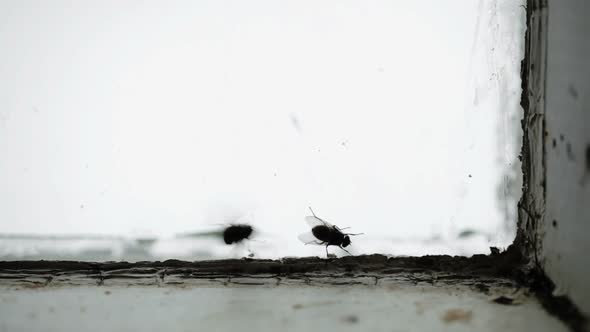 Nasty Housefly On A Window Pane 5