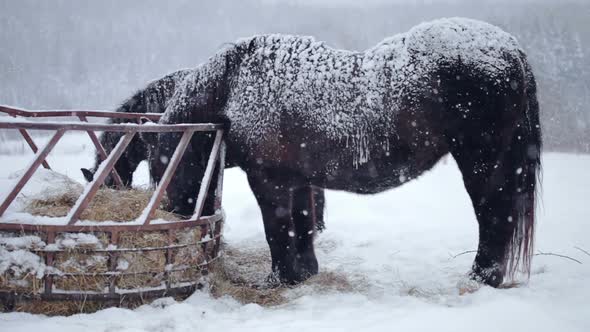 Horses Eating Hay During A Winter Snowstorm 1