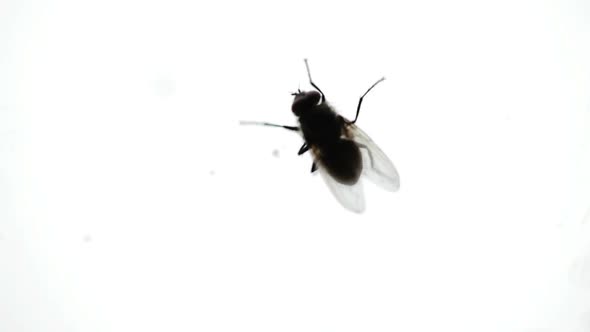 Nasty Housefly On A Window Pane 7