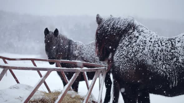 Horses Eating Hay During A Winter Snowstorm 2