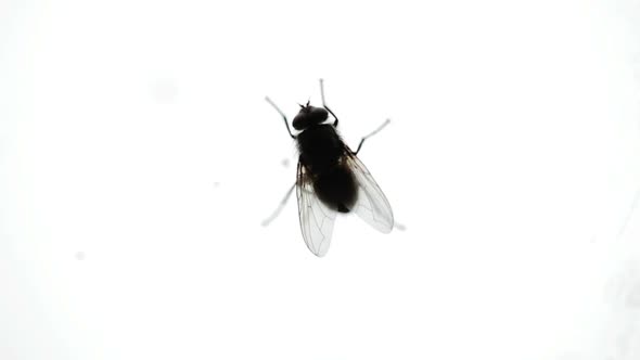 Nasty Housefly On A Window Pane 8