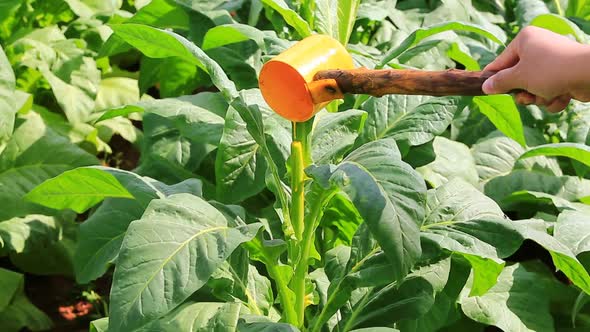 Thai Woman Put Insecticide And Fertilizer In Tobacco Plant 11 Thai Woman Put Insecticide And Fertilizer In Tobacco Plant 11