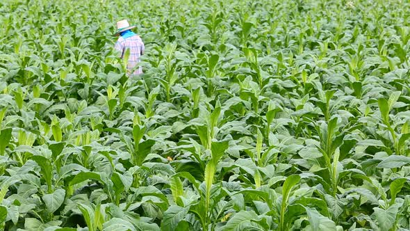 Thai Woman Put Insecticide And Fertilizer In Tobacco Plant 2 alt