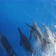 Dolphins Swimming In Front Of Boat 2 - VideoHive Item for Sale