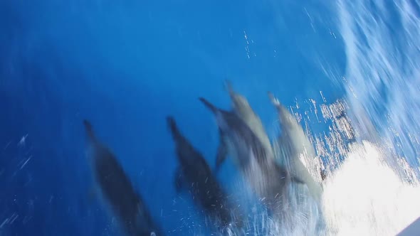 Dolphins Swimming In Front Of Boat 2