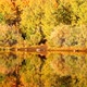 Fall Colors, Vibrant Aspen Reflecting In Lake - VideoHive Item for Sale