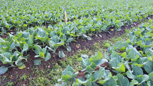 Kale Vegetable Garden Plant 11 Kale Vegetable Garden Plant 11
