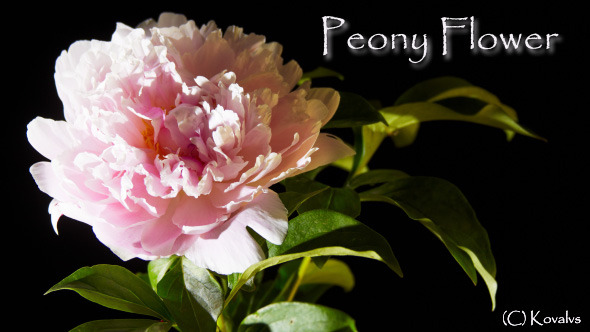 Peony Flowering