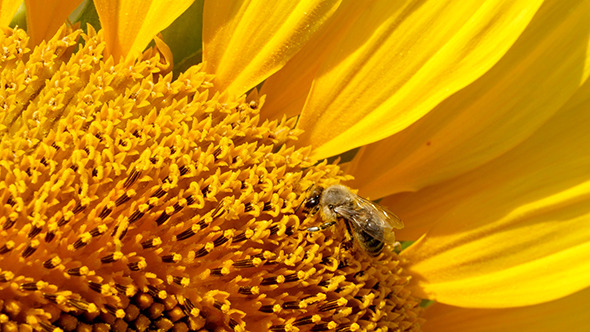 Bee Collects Pollen In The Sunflower Bee Collects Pollen In The Sunflower