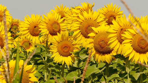Beautiful Blooming Field Of Sunflowers Beautiful Blooming Field Of Sunflowers