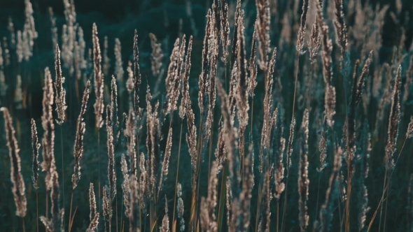 Field Of Grass During Sunset Field Of Grass During Sunset