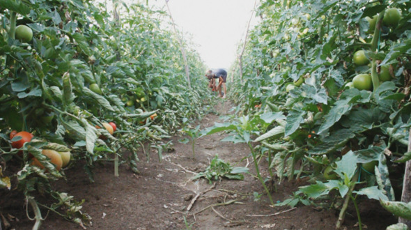 Harvest Helper Picking Up Tomatoes alt