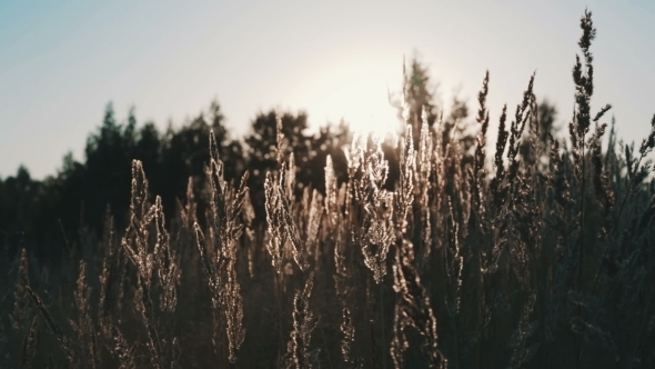 Field Of Grass During Sunset Field Of Grass During Sunset