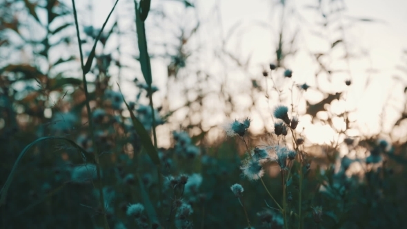 Field Of Grass During Sunset Field Of Grass During Sunset
