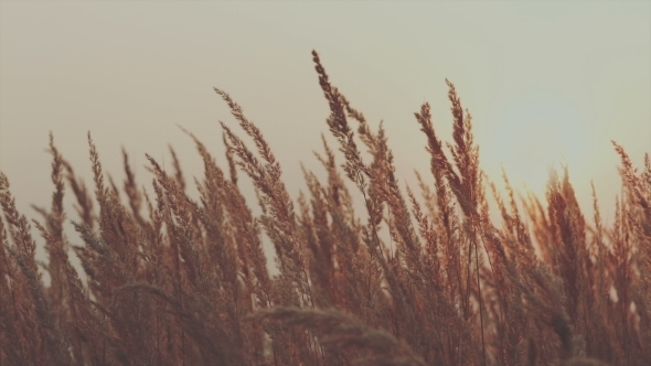 Cinematic Autumn Grass And Wildflower Background Cinematic Autumn Grass And Wildflower Background